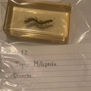 Tiger Millipede- Canada